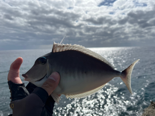 テングハギモドキの釣果