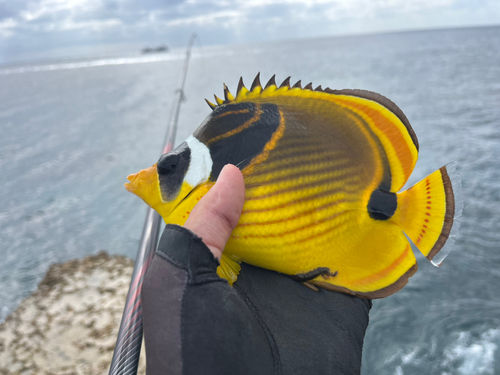 チョウチョウウオの釣果