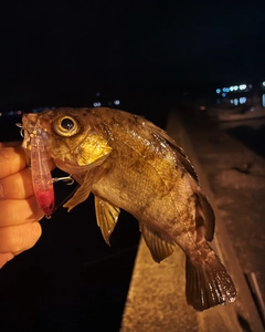 シロメバルの釣果