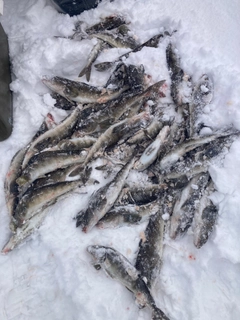 ホッケの釣果