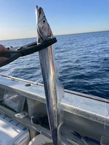 タチウオの釣果