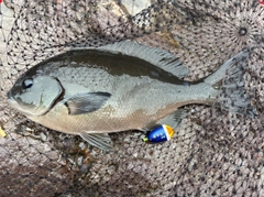 オナガグレの釣果