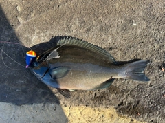 オナガグレの釣果