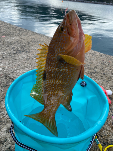 アコウの釣果