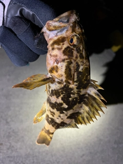 タケノコメバルの釣果