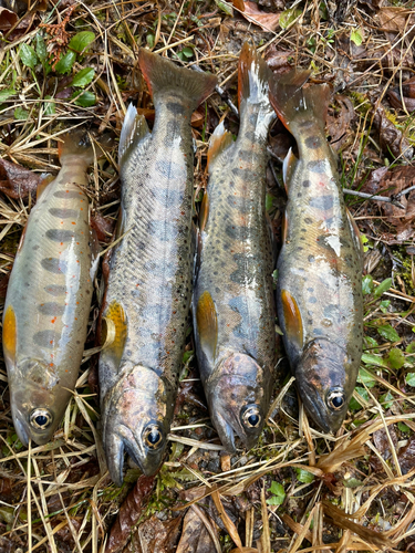 アマゴの釣果