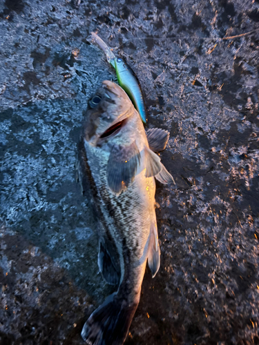 クロソイの釣果