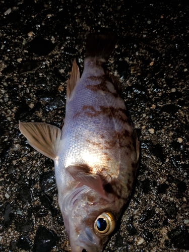 メバルの釣果