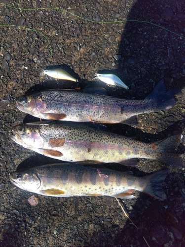 ニジマスの釣果