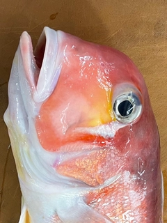 アマダイの釣果