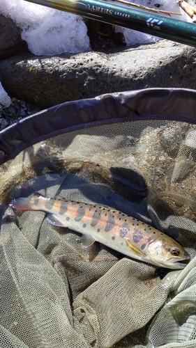 ヤマメの釣果