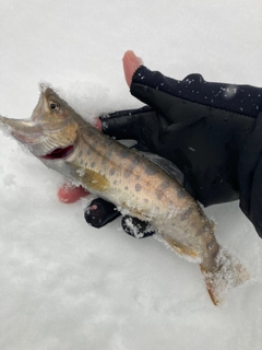 ヤマメの釣果