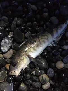 ホッケの釣果