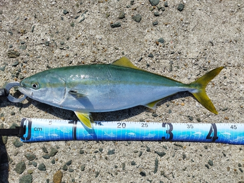 ハマチの釣果