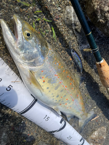 アマゴの釣果