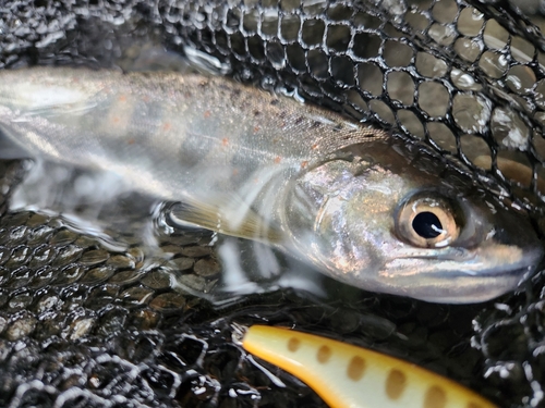 アマゴの釣果