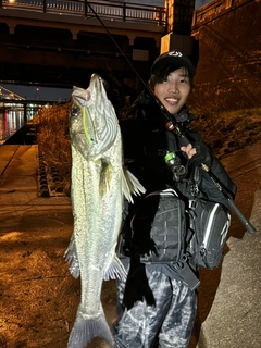 シーバスの釣果