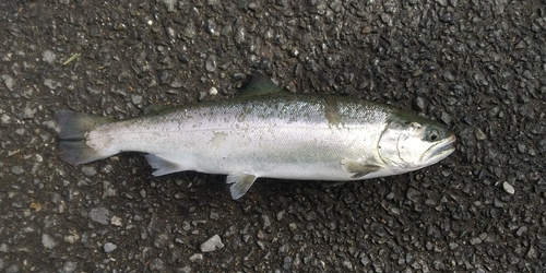 サクラマスの釣果