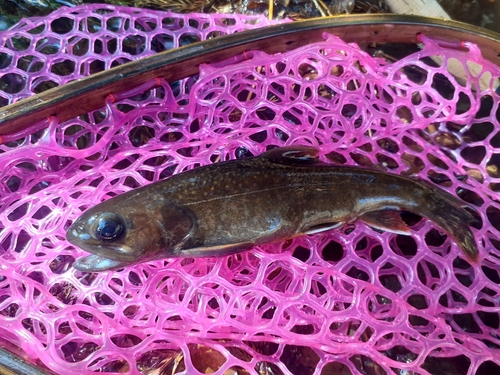 イワナの釣果