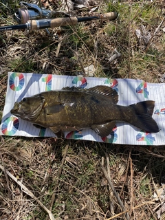 スモールマウスバスの釣果