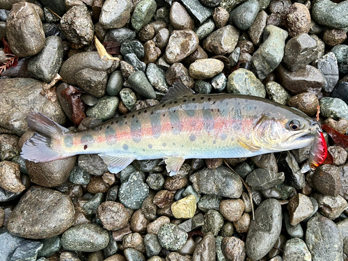 ヤマメの釣果