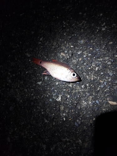 ネンブツダイの釣果