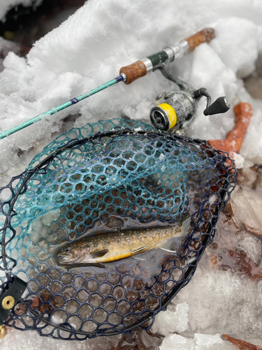 イワナの釣果