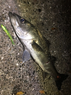 シーバスの釣果