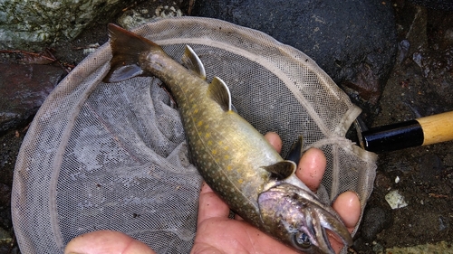 ヤマトイワナの釣果