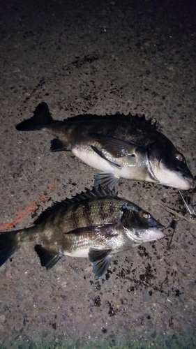 チヌの釣果