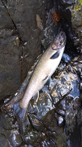 ヤマトイワナの釣果