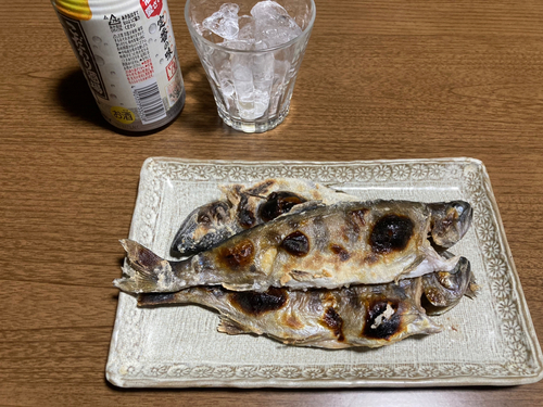 ヤマメの釣果