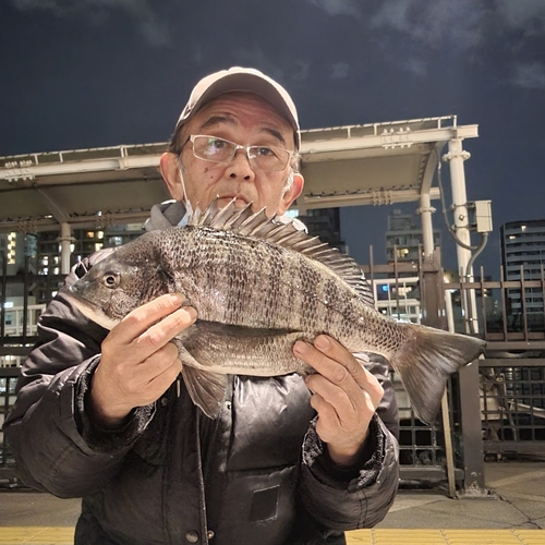 チヌの釣果