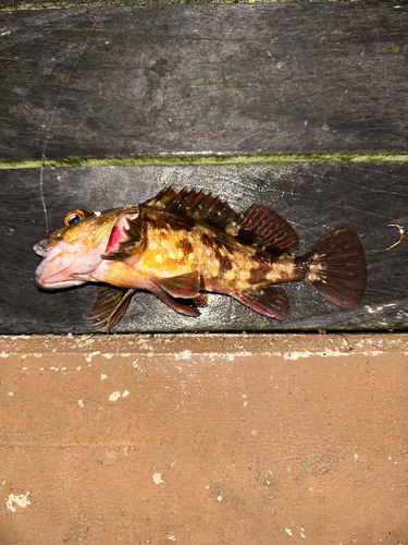 カサゴの釣果