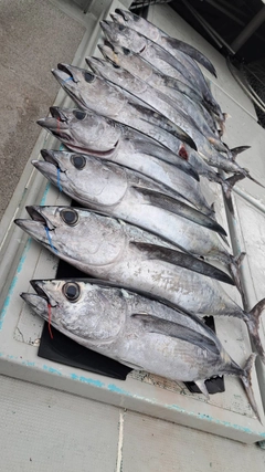 ビンチョウマグロの釣果