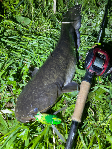 ナマズの釣果