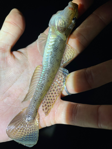 ハゼの釣果