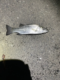 セイゴ（マルスズキ）の釣果