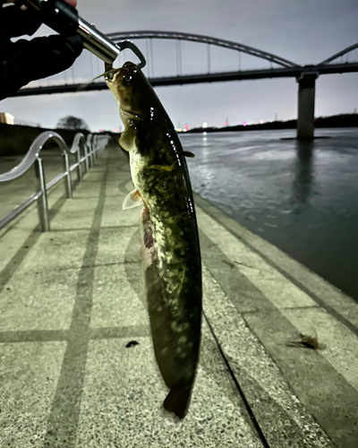 ナマズの釣果