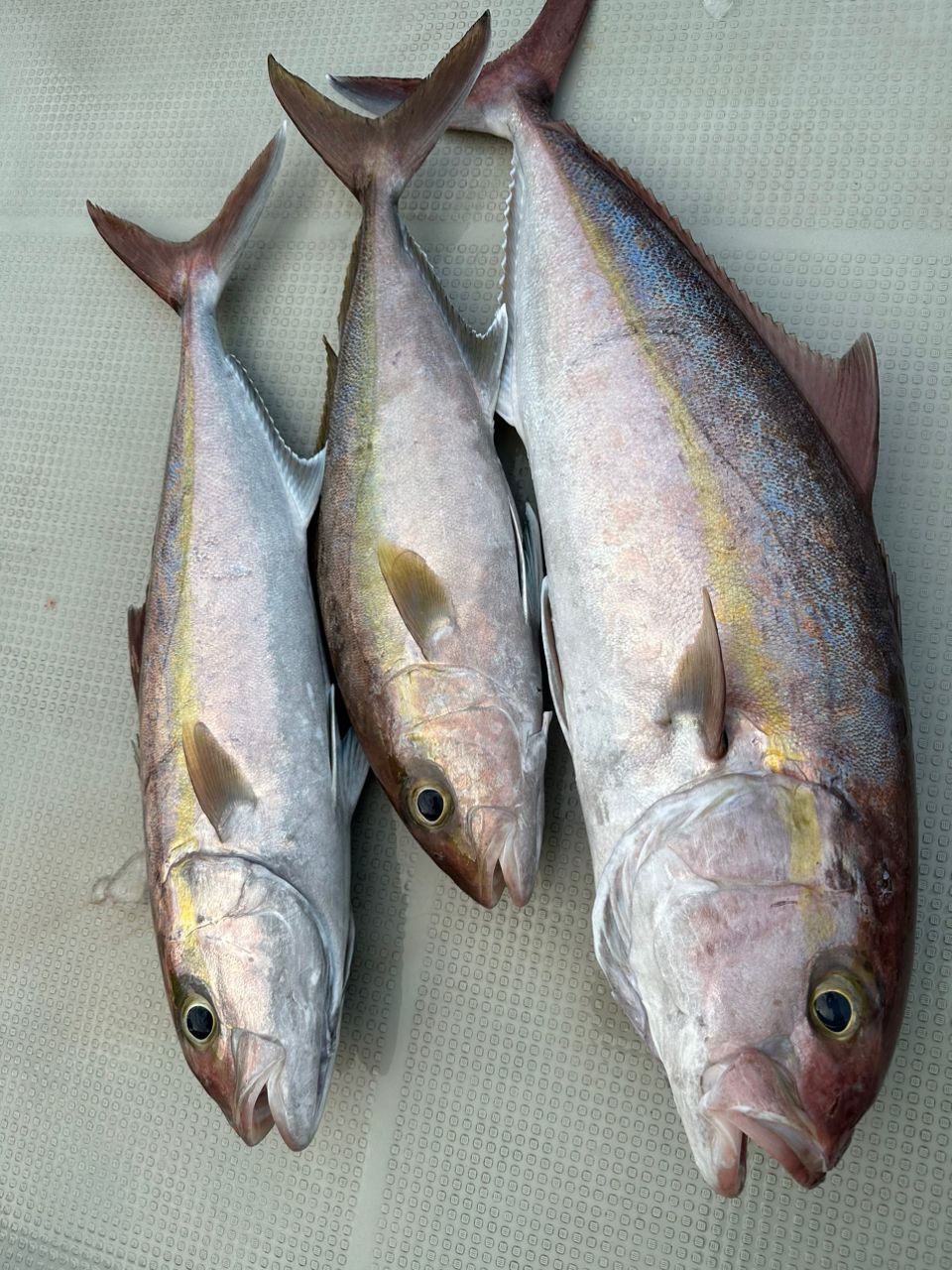 みやもさんの釣果 2枚目の画像