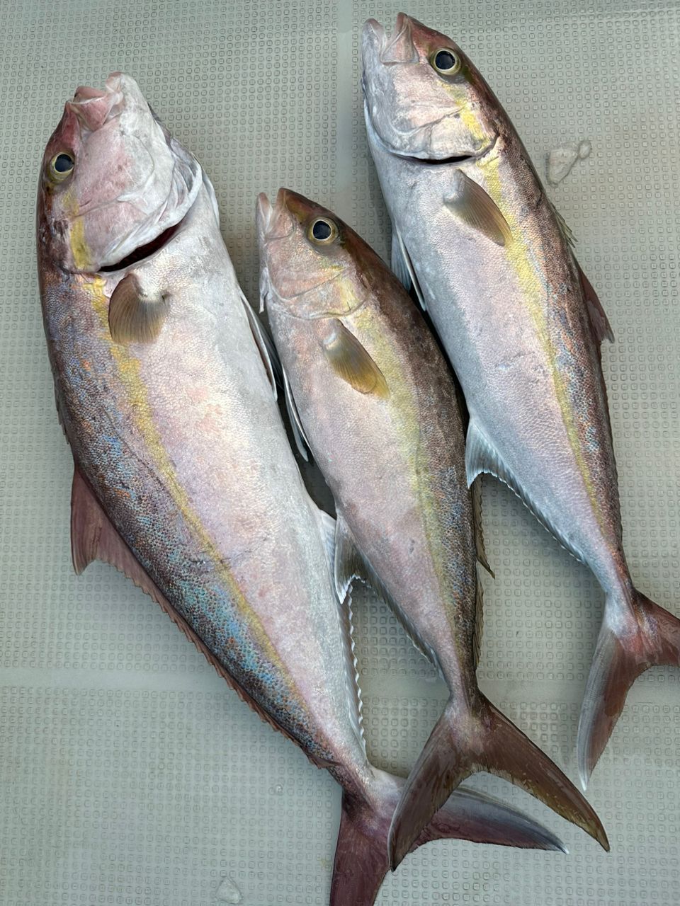 みやもさんの釣果 3枚目の画像