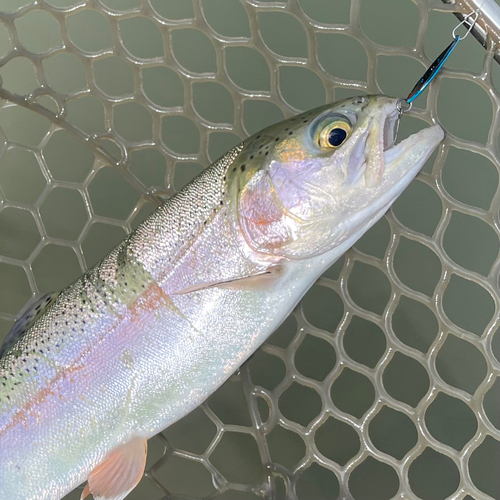 ニジマスの釣果