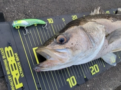 シーバスの釣果