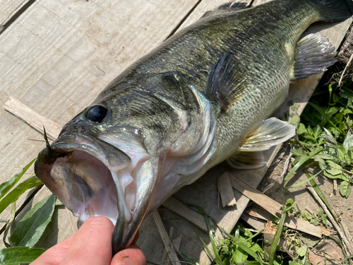 ブラックバスの釣果