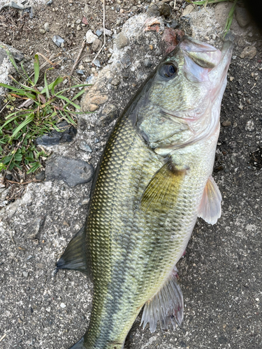 ブラックバスの釣果