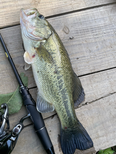 ブラックバスの釣果