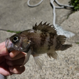 シロメバル