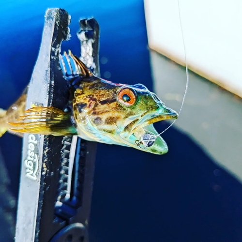 アナハゼの釣果