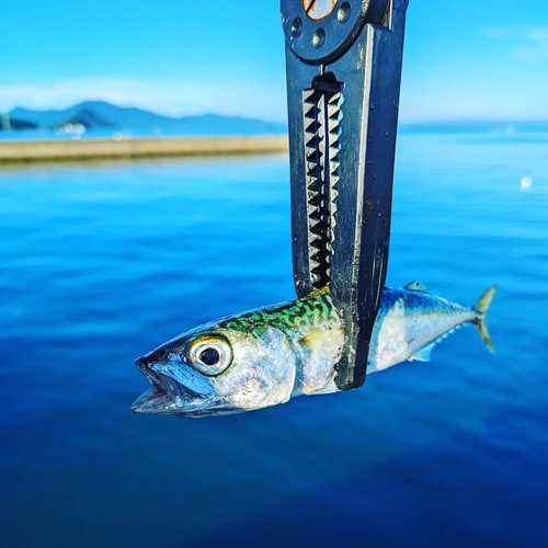 サバの釣果