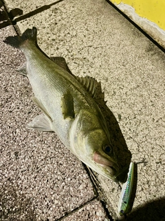 シーバスの釣果